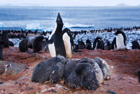 Adelie Penguins & "creche" of Adelie chicks 2948