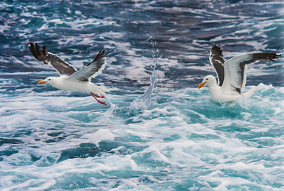 Western Gulls 3965