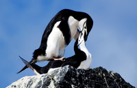 Chinstrap Penguins mating 3261