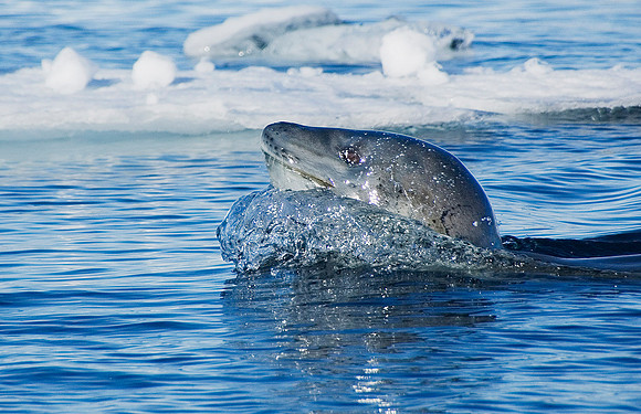 Leopard Seal 3363