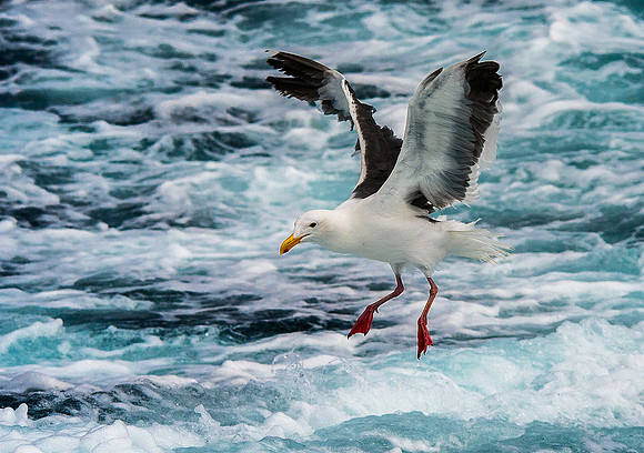 Western Gull 3992