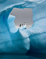 Gentoo Penguins 3458P