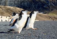 Chinstrap Penguins 3170