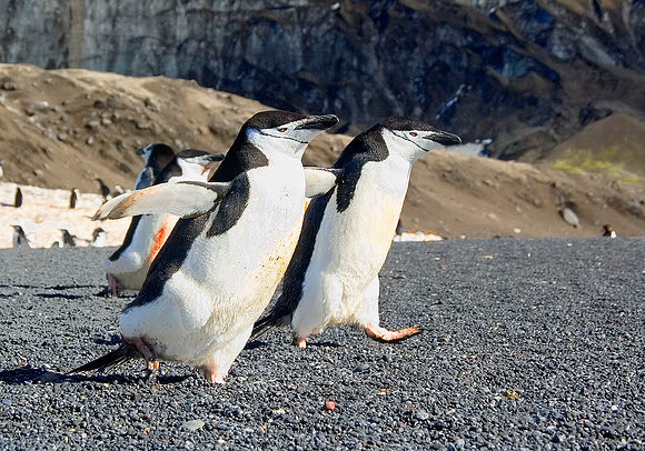 Chinstrap Penguins 3170