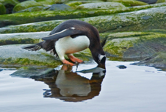 Gentoo Penguin 3655