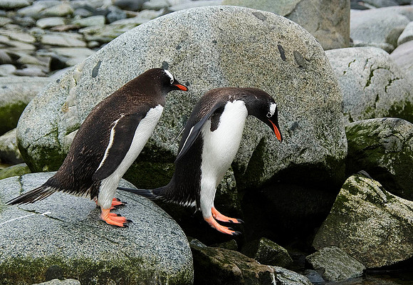 Gentoo Penguins 3665
