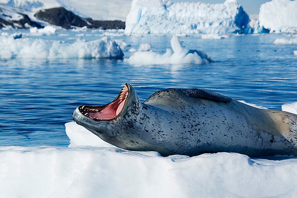 Leopard Seal 3401