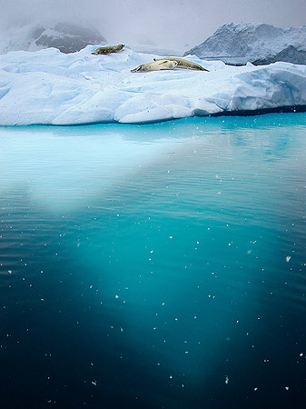 Crabeater Seals on iceberg, showing 85% underwater 3828