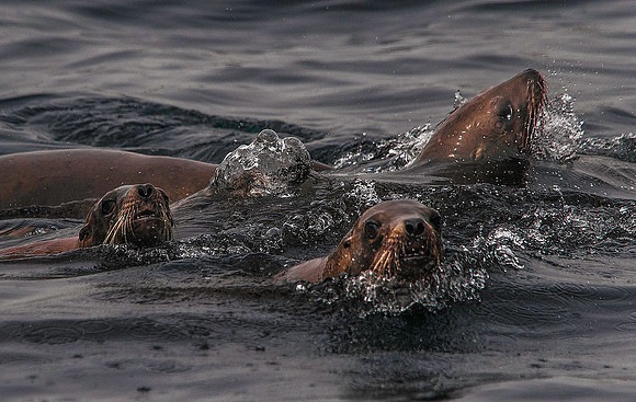 California Sea Lion, Farallons 3897
