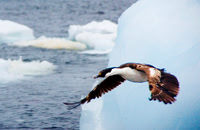 Blue-eyed Shag (Cormorant) 3014