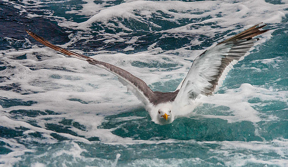 Western Gull 3947