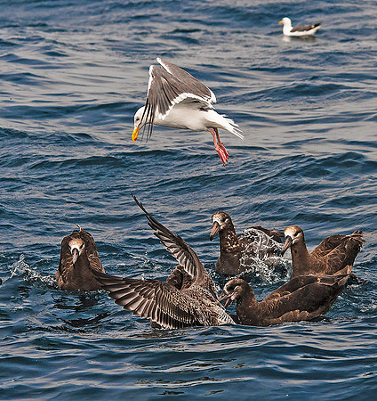 Gull with Black-footed Albatross 4036