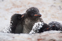 Adelie Penguin "creche" 3105