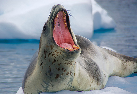 Leopard Seal 3576