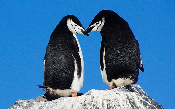 Chinstrap Penguins 3264