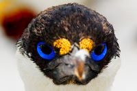Blue-eyed Shag (Cormorant) 2977