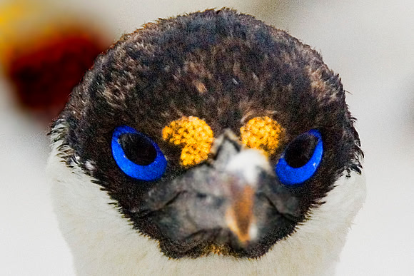 Blue-eyed Shag (Cormorant) 2977