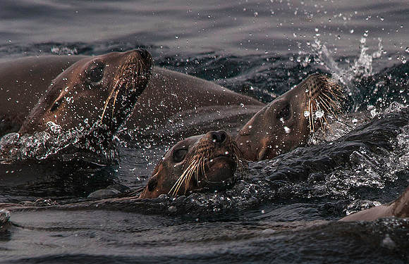 California Sea Lion, Farallons 3898