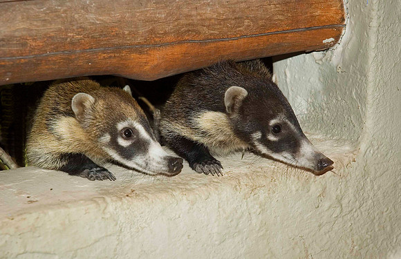 Coatis, Punta Serena, Tenacatita 2861
