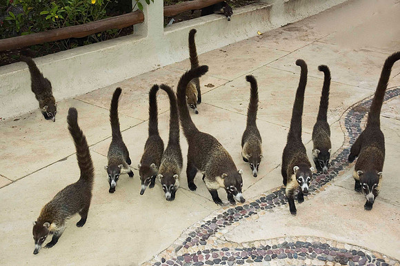 Coatis, Punta Serena, Tenacatita 2837