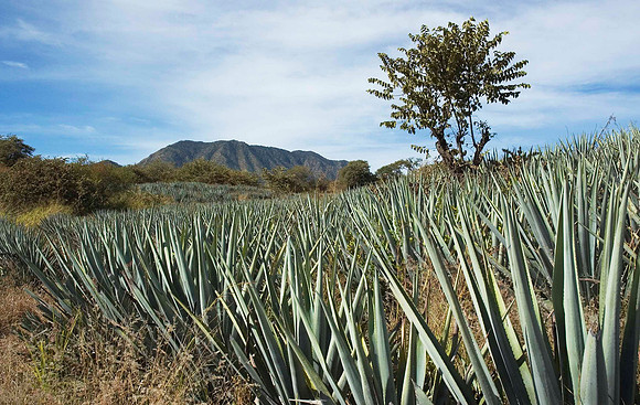 Agave growing near Tequila 2675