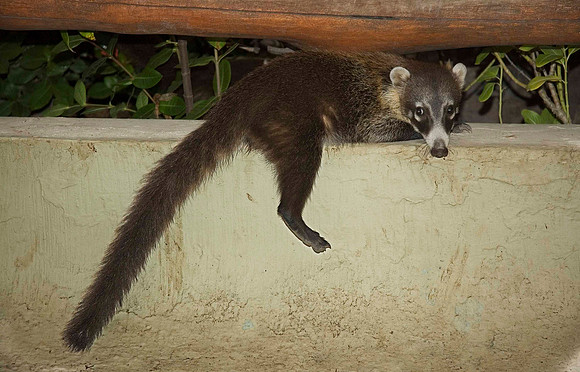 Coati, Punta Serena, Tenacatita 2848