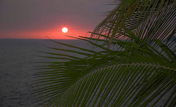 Manzanillo 2955