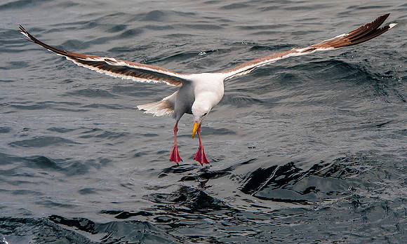 Western Gull 4003