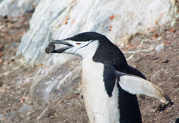 Chinstrap Penguin with rock for nest 3212