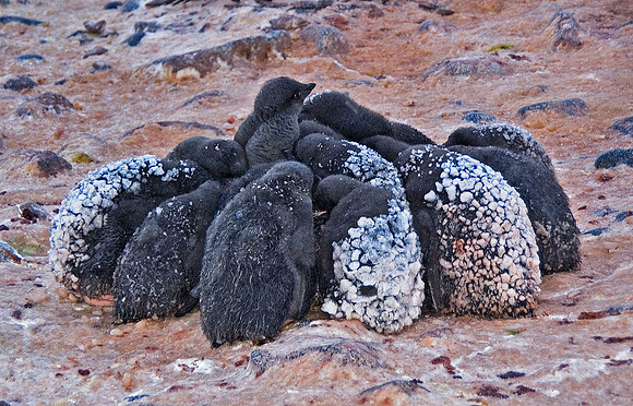 Adelie Penguin "creche" 2953