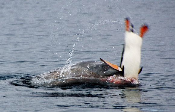 Leopard Seal feasting on Gentoo Penguin 3510