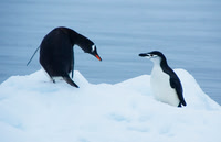 Gentoo Penguin warily eyes Chinstrap Penguin 3883
