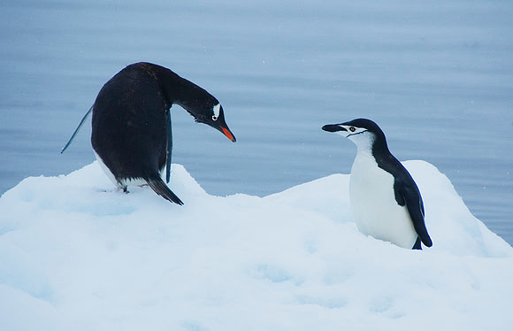 Gentoo Penguin warily eyes Chinstrap Penguin 3883