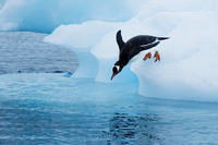 Gentoo Penguin 3874
