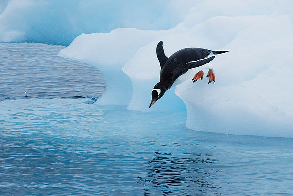 Gentoo Penguin 3874