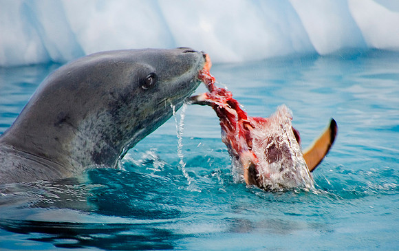 Leopard Seal feasting on Gentoo Penguin 3494