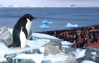 Adelie Penguin & colony 2918