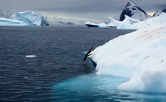 Gentoo Penguin dives into icy Antarctic waters 3535