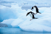 Gentoo Penguins 3869