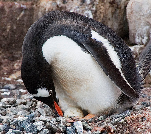 Gentoo Penguin tending egg 3626
