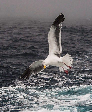 Western Gull 3968