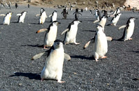 Chinstrap Penguins 3169
