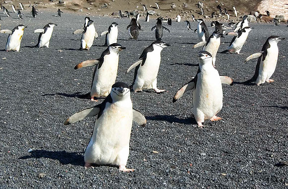 Chinstrap Penguins 3169