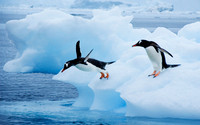 Antarctic Peninsula - Giant icebergs, Penguins & Leopard Seals - January 2008