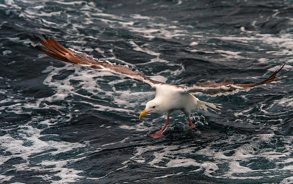 Western Gull 3951