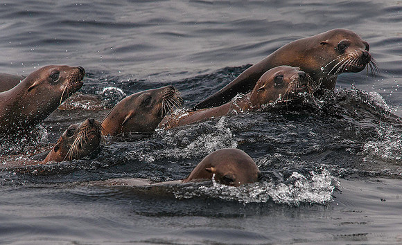 California Sea Lion, Farallons 3899