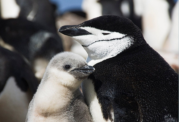 Chinstrap Penguin and chick 3238