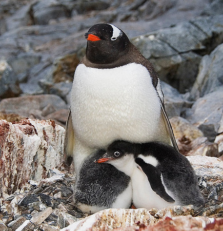 Gentoo Penguin with chicks 3691