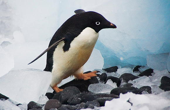 Adelie Penguin 3047