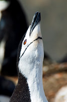 Chinstrap Penguin 3228
